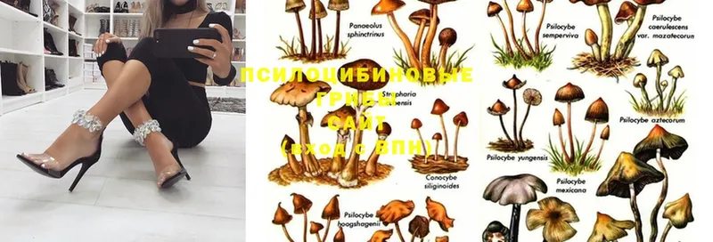 Галлюциногенные грибы MAGIC MUSHROOMS  Зеленогорск 